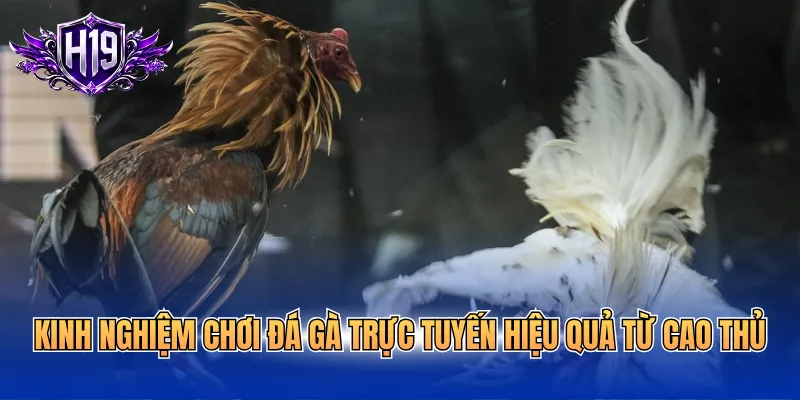 Kinh nghiệm chơi đá gà trực tuyến hiệu quả từ cao thủ
